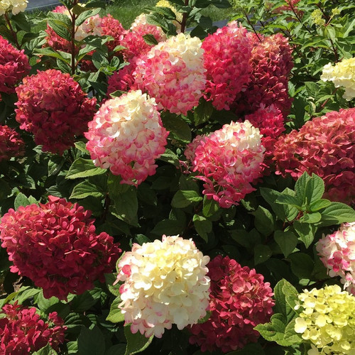 Little Lime Punch Hydrangea covered in bloom