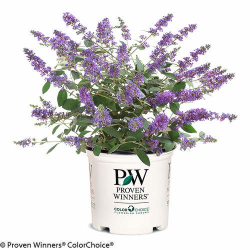 Lo and Behold Blue Chip Jr Butterfly Bush in Proven Winners Pot