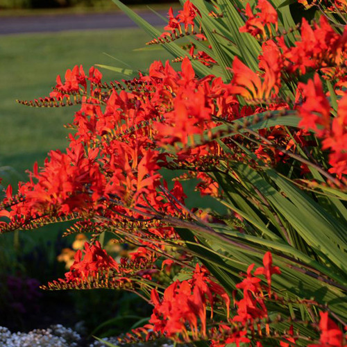 Lucifer Crocosmia in sunlight