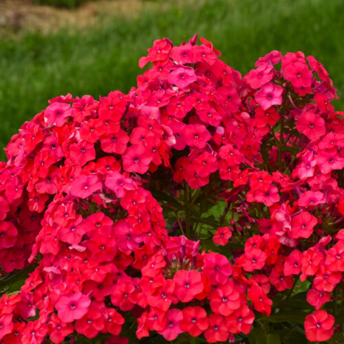 Luminary™ Sunset Coral Tall Garden Phlox Flowering