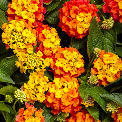 Luscious® Basket Tangelo™ Lantana Blooms and Leaves