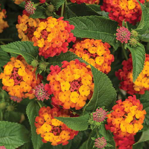 Luscious® Citrus Blend Lantana Flowers and Foliage