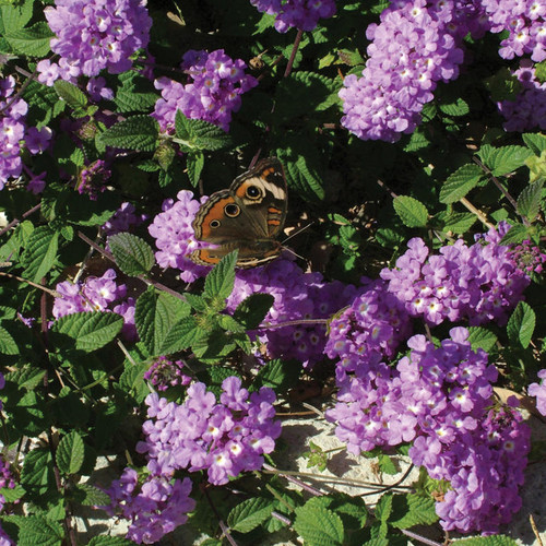 Luscious® Grape Lantana with butterfly on the bloom
