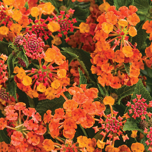 Luscious® Marmalade Lantana Flowers and Foliage
