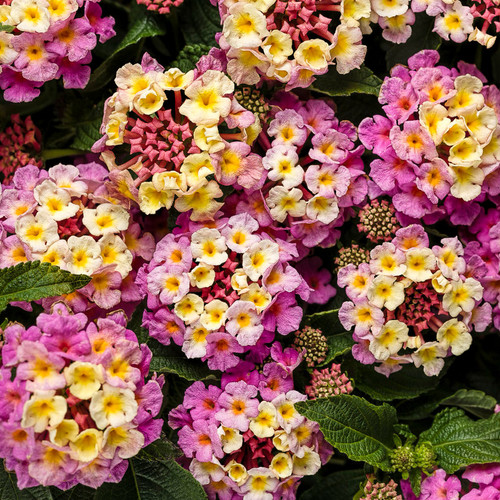Luscious® Pinkberry Blend Lantana Foliage and Flowers