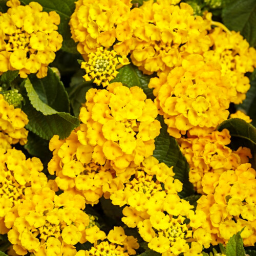 Luscious® Royale Lemon Tart™ Lantana Blooming