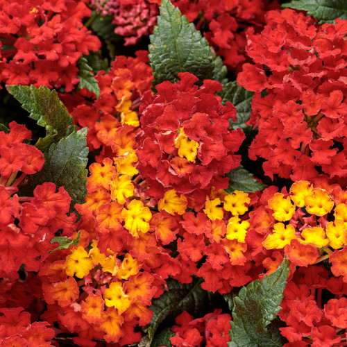 Luscious® Royale Red Zone Lantana Flowers and Foliage