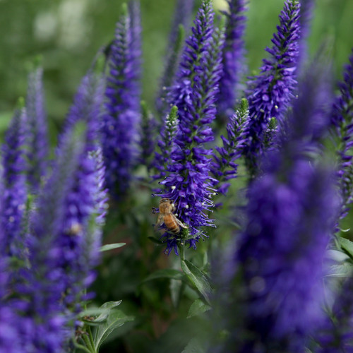 Magic Show Wizard of Ahhs Spike Speedwell Purple Blooms Up Close With Bee