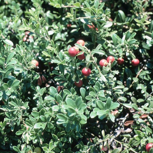 Healthy Massachusetts Hybrid Kinnickinnick Bearberry Plant