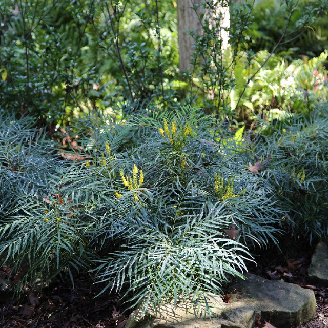 Shrubs For High Deserts