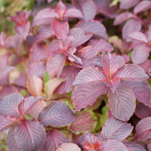 Midnight Sun™ Weigela Purple Foliage