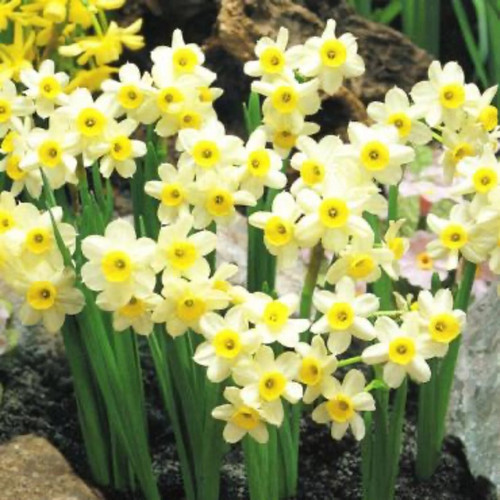 Minnow Daffodil Bulbs flowers
