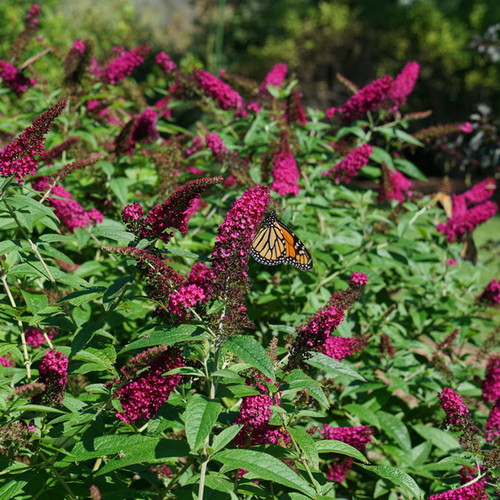Miss Molly Butterfly Bush Covered In Flowers and Monarch Butterflies