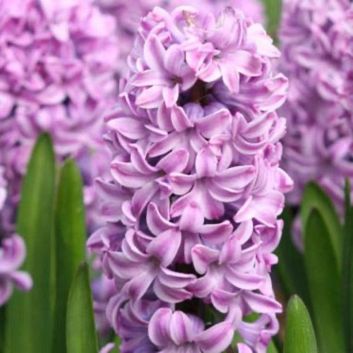 Miss Saigon Hyacinth Bulbs flowers