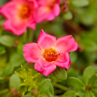 Drought Tolerant Annuals