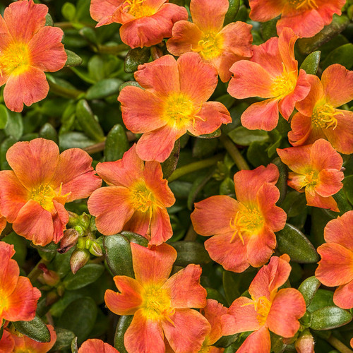 Mojave Tangerine Purslane Flowers and Foliage