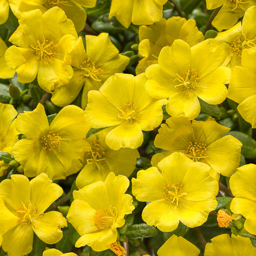 Mojave Yellow Purslane Flowers and Foliage