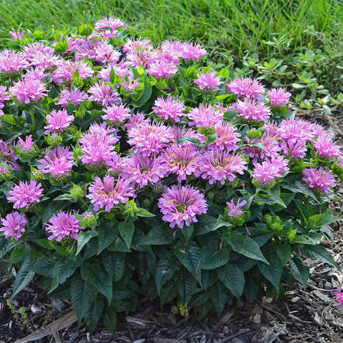 Monarda Pardon My Lavender Blooming in Landscape