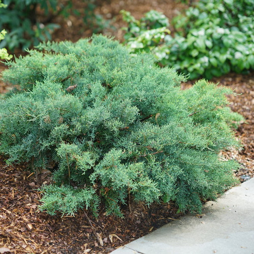 Montana Moss Juniper Bush in Landscaping