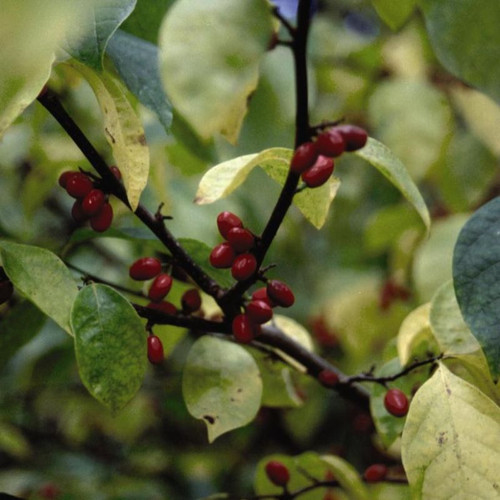 Northern Spicebush Stems with Fruits and Leaves