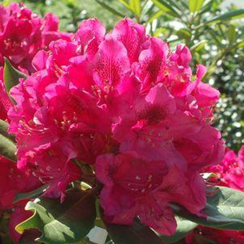 Nova Zembla Rhododendron