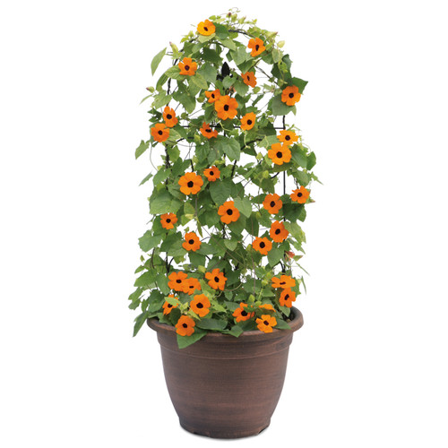 Orange A-Peel® Black-Eyed Susan Vine Growing up a Trellis