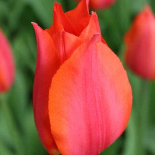 Orange Cassini Tulip Bulbs flower