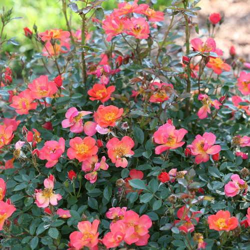 Oso Easy® Hot Paprika® Rose Shrub Covered in Blooms