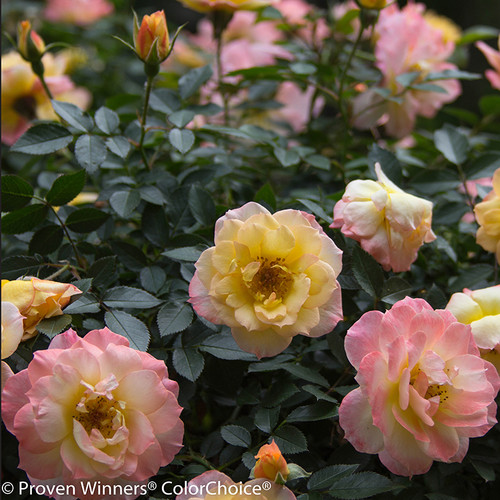 Oso Easy Italian Ice Rose Flowers and Foliage