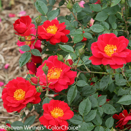 Oso Easy Urban Legend Rose Flowers and Foliage