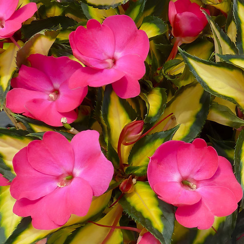SunPatiens Compact Tropical Rose Flowering