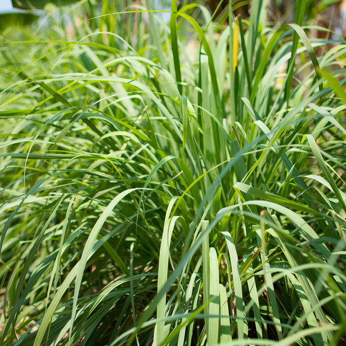 Lemon Grass Foliage