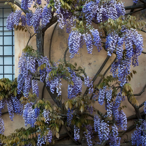 Blue Flowering Wisteria Growing in the Wall