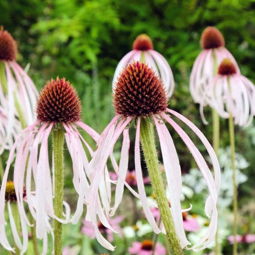 Pale Purple Coneflower Flowers Close Up