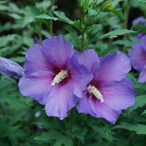 Paraplu Violet® Rose of Sharon flowers closeup