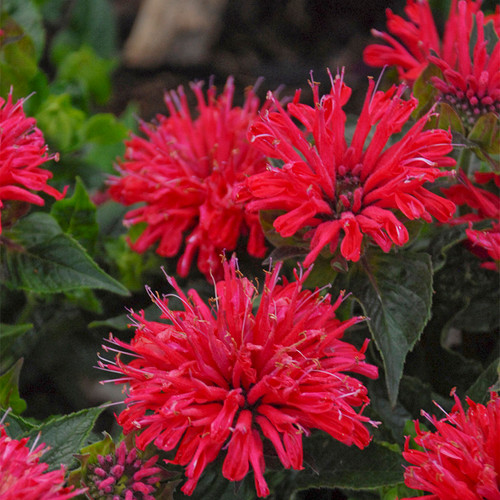Pardon My Cerise Bee Balm with Red Blooms Up Close