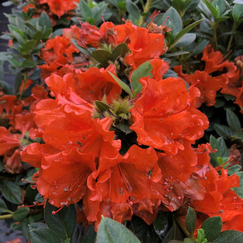 Perfecto Mundo® Orange Azalea Flower Petals and Leaves