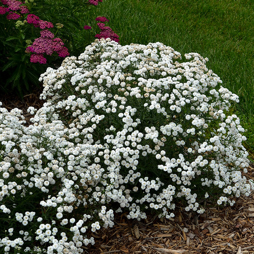 Peter Cottontail Yarrow Plant Covered in Flowers