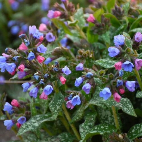 Pink a Blue Lungwort Blooming