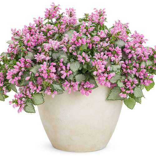Pink Chablis Dead Nettle with Pink Blooms in a Pot