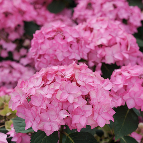 Pink Let's Dance Can Do Hydrangea Flowers