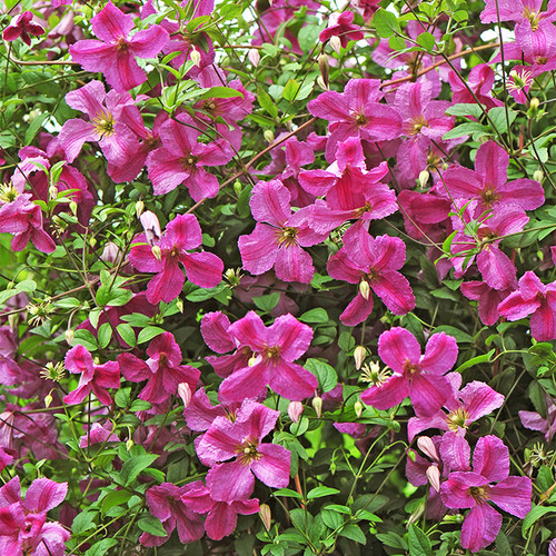Pink Mink Clematis Vine Blooming