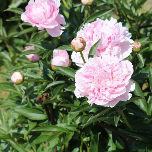 Pink Sarah Bernhardt Peony Blooms and Crowns
