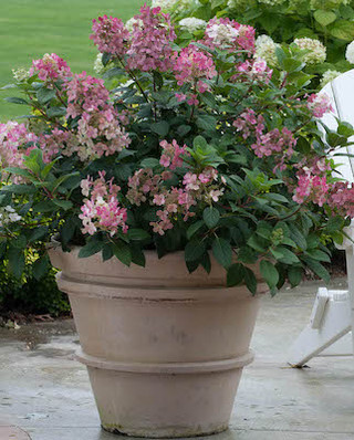 Growing Shrubs in Containers