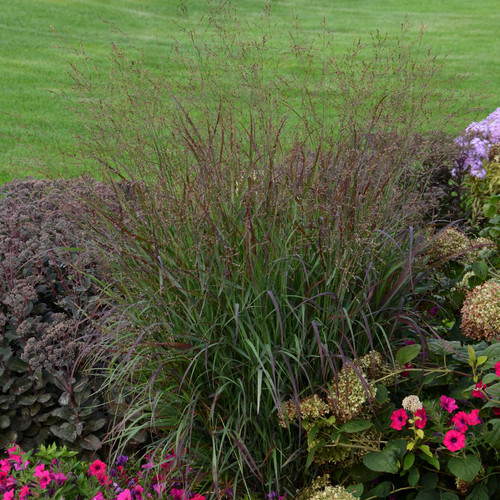 Prairie Winds® Cheyenne Sky Switch Grass in the Garden