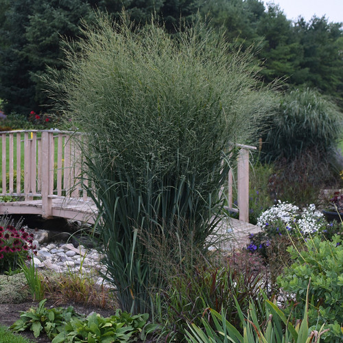 Prairie Winds® Totem Pole Switch Grass in the Garden Landscaping