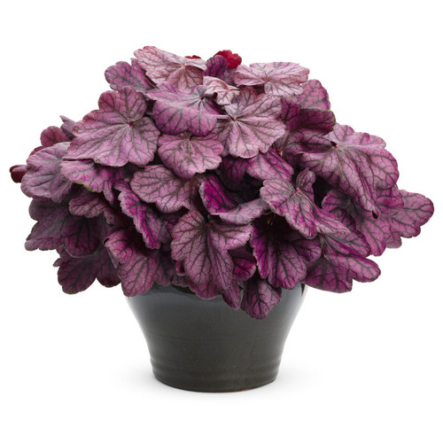 Primo Wild Rose Coral Bells in Planter