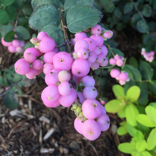 Proud Berry® Coral Berry