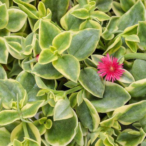 Proven Accents® Mezoo Trailing Red Livingstone Daisy Foliage and Flower