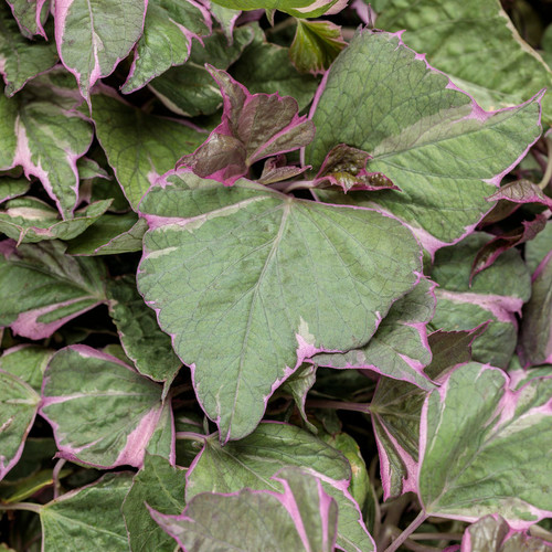 Proven Accents® Tricolor Sweet Potato Vine Foliage